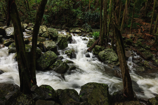 暴雨后的澳大利亚雨林图片下载