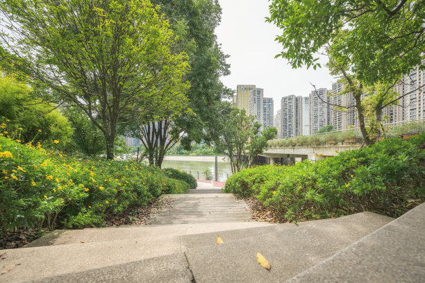 草和树在阳光下图片下载