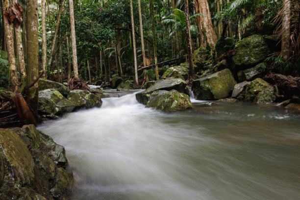 暴雨后的澳大利亚雨林图片下载