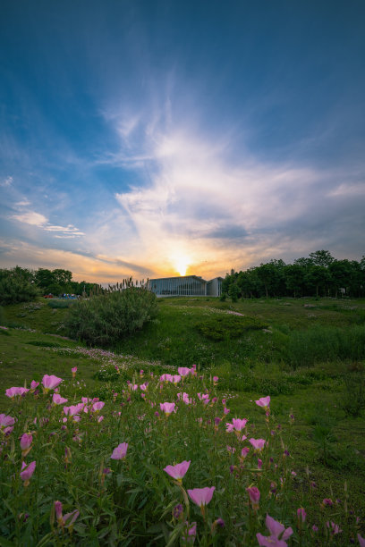 黄昏的草和树图片下载