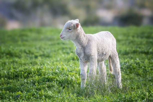 美利奴羊在围场里图片下载