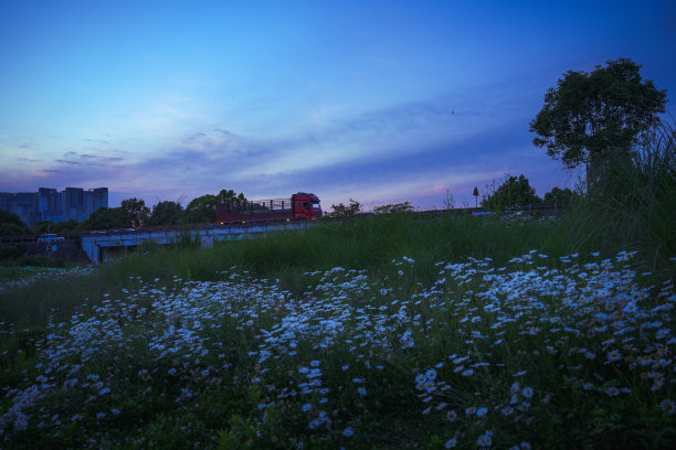 黄昏的草和树图片下载