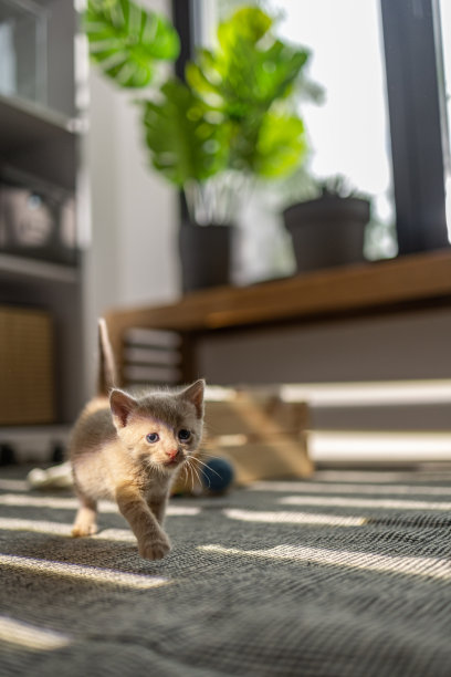 小猫探索房间图片下载