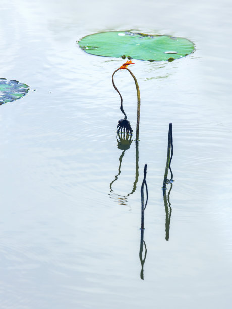 荷塘倒影图片下载