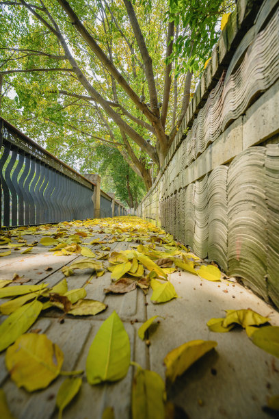 落叶沿着桥图片下载