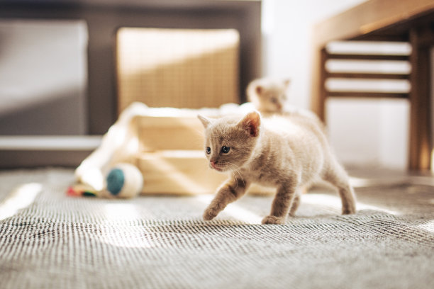 猫宝宝探索房间图片下载
