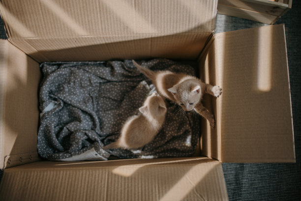 两只小猫图片下载