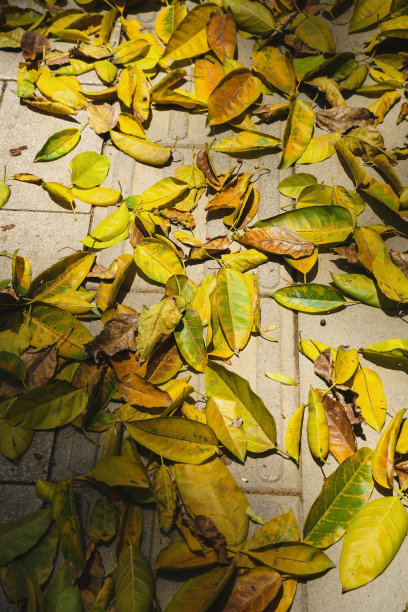 落叶沿着桥图片下载