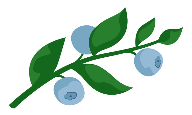 带叶子的蓝莓树枝。图片下载