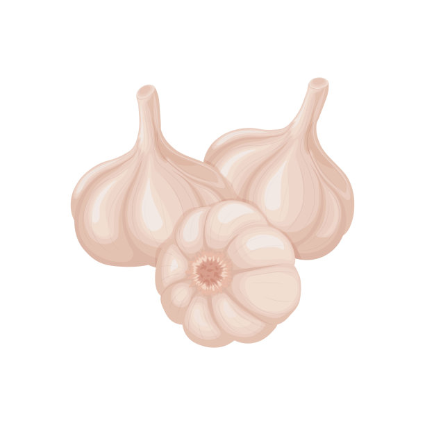 大蒜。蒜头的图像。维生素产品，用于调味，烹饪。矢量插图孤立在白色背景上图片下载