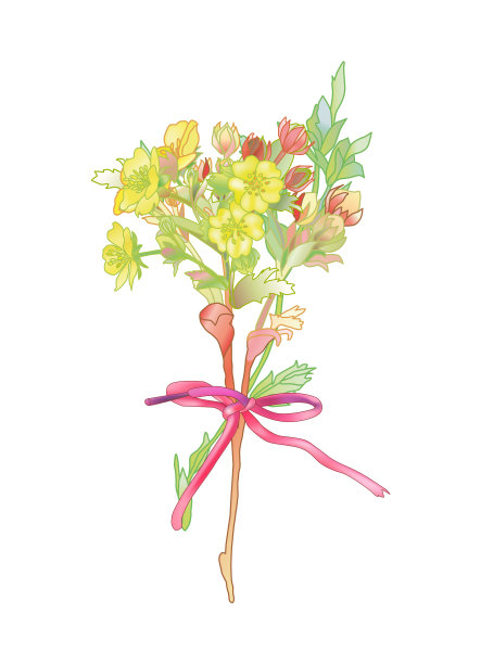 一束毛茛花图片下载