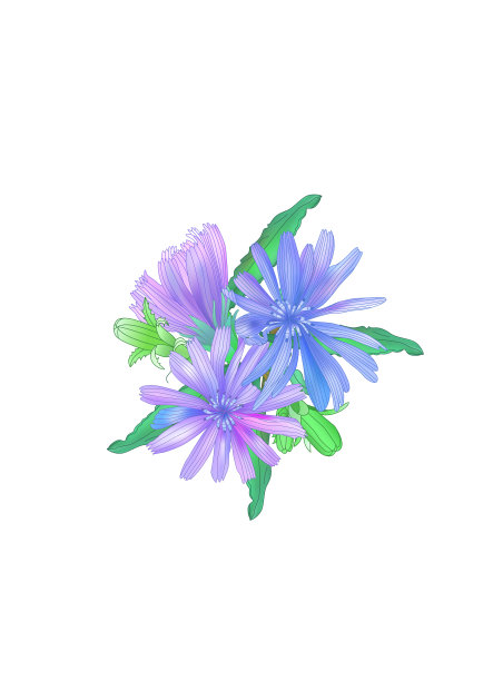 一束菊苣图片下载