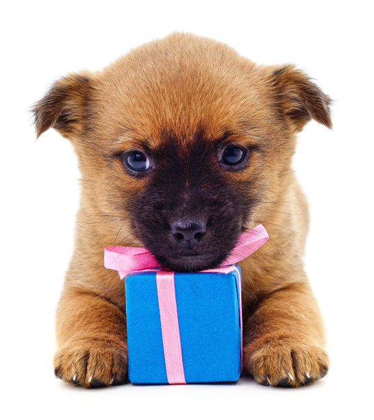 小狗和礼物。图片下载
