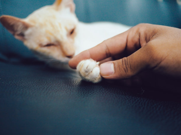 可爱又懒又困的猫图片下载