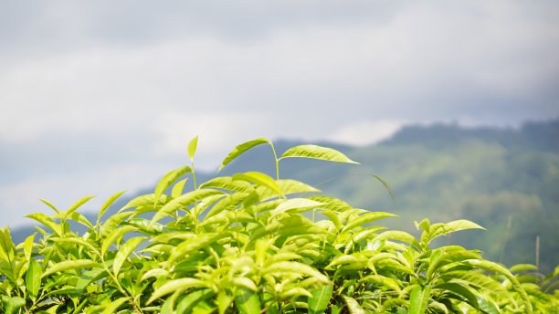 茶叶在茶园的风中飘动图片下载
