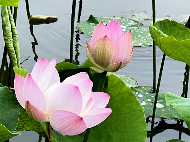 在冲绳县那霸市的一个公园里，荷花盛开在池塘里图片下载