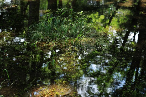 漂亮的日本花园图片下载