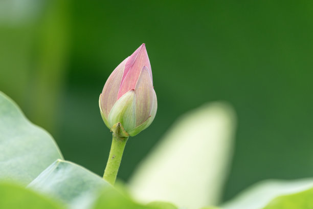 莲花蕾图片下载