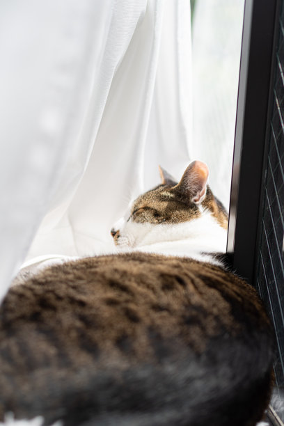 窗边的猫图片下载
