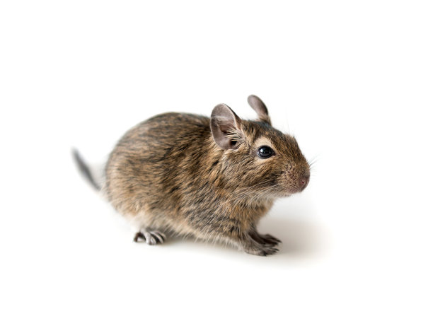 小德古松鼠，孤立，特写图片下载