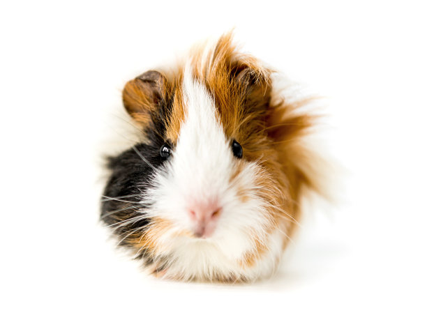 豚鼠隔离在白色背景图片下载