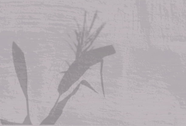 自然光线投射出小麦小穗的影子。在有纹理的灰色背景上的植物的阴影的俯视图。图片下载