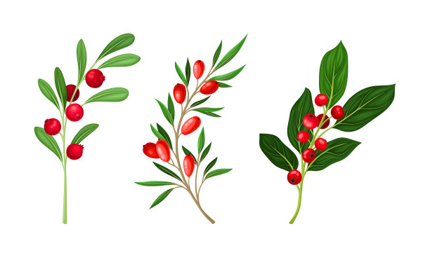 一组野生浆果，小枝蔓越橘，小檗图片下载