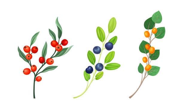 一组野生浆果，细枝，枝条成熟图片下载