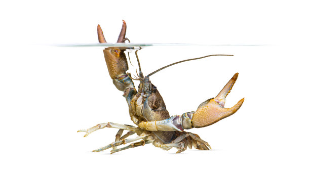 石小龙虾在水线下，Austropotamobius torrentium，是一种淡水小龙虾，孤立在白色图片下载