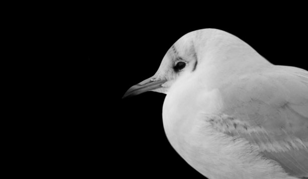 可爱的小黑头海鸥在黑色的背景图片下载