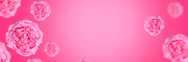 精致的牡丹花和飞舞的花瓣在浅粉色的背景。创造性的花卉悬浮在空中的性质。图片下载