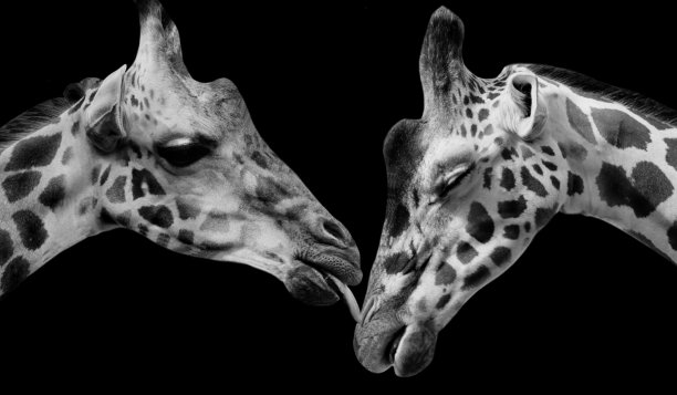 可爱的雄性和雌性长颈鹿爱在一起图片下载