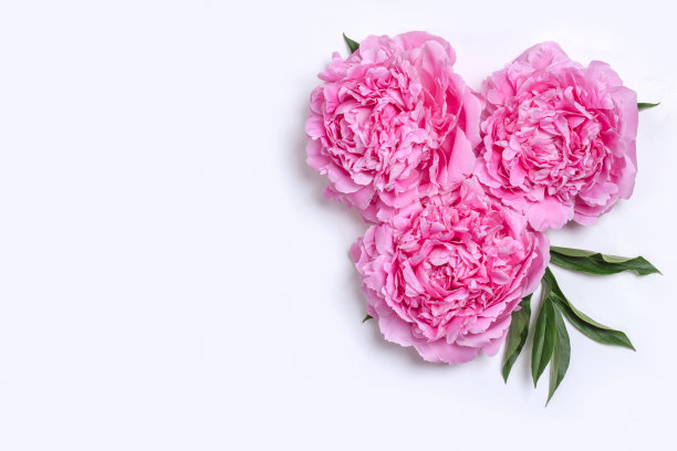 以白底娇嫩的牡丹花为构图。Greetind卡模型图片下载