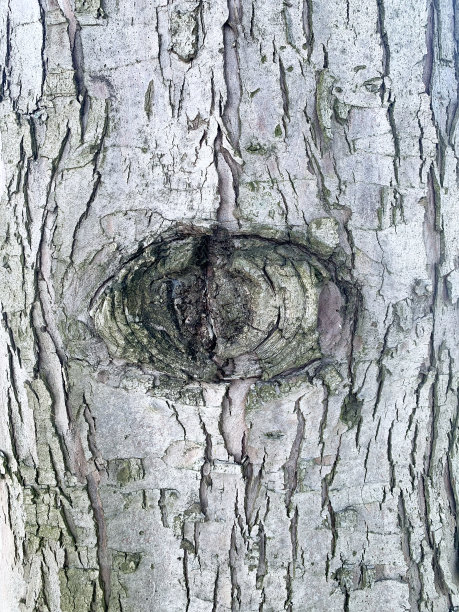 结树干图片下载