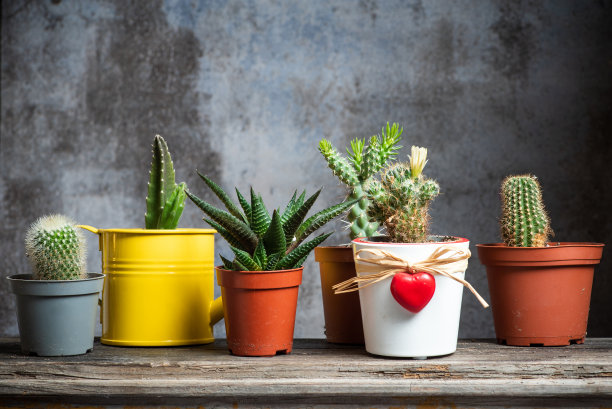 一套小型仙人掌多肉花盆图片下载