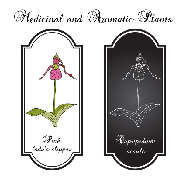 粉红色的或无茎的淑女鞋杓兰图片下载