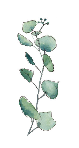 桉树的树枝和树叶-原画水彩画图片下载