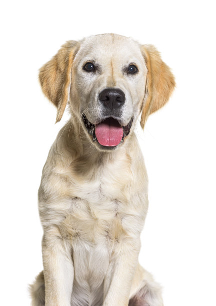 年轻的金毛猎犬喘息的肖像，孤立在白色图片下载