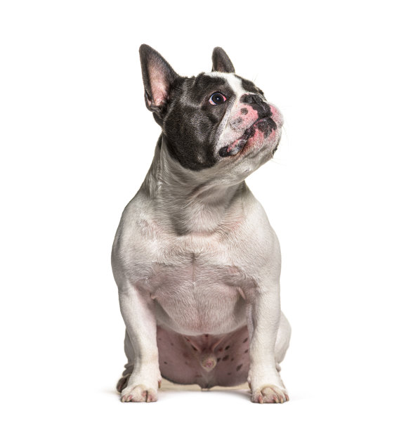 法国斗牛犬抬头看，坐在白色背景前图片下载