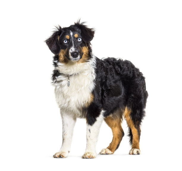 戴着项圈的蓝眼睛三色澳大利亚牧羊犬图片下载