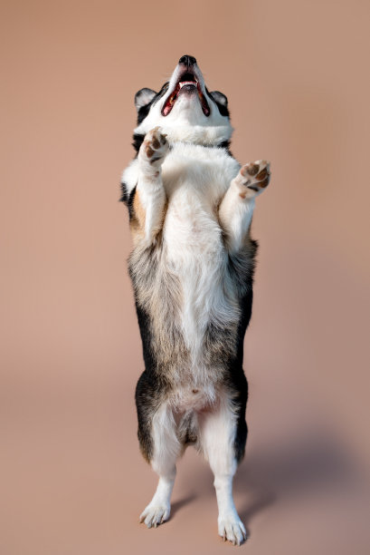 彭布罗克威尔士柯基犬，黑色、棕色和白色，褐色背景为空图片下载