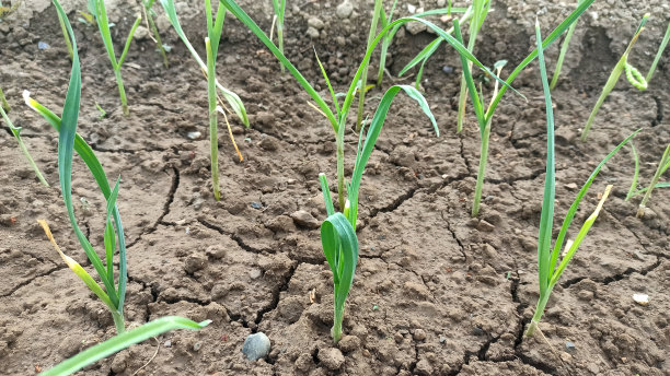 菜园里种植的大蒜图片下载