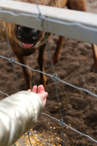 用舌头喂养小鹿。动物园里，一个孩子用硬麦喂野鹿。孩子们在户外公园喂动物。农场上的驯鹿。小孩和宠物。群鹿。的焦点图片下载