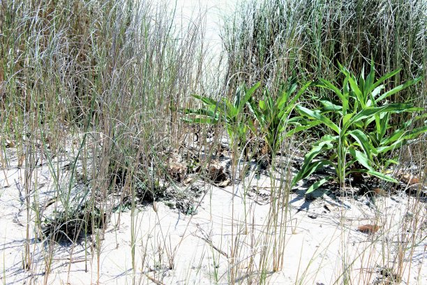 版税免费照片-奇妙的海滩场景的网站，旅游手册，博客，或广告艺术-孤立的近距离观察沙丘植被在海滩-自然的艺术在海滩沙子是精美的美丽-艺术意象植被图片下载