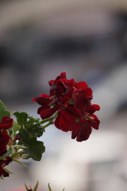 红色的花图片下载