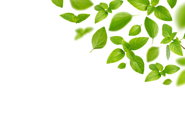 白色背景上孤立的新鲜绿色罗勒叶在空中飞舞。烹饪用香料、植物、药草、菜料。创新食品的概念。设计元素，剪辑路径。产品悬浮图片下载
