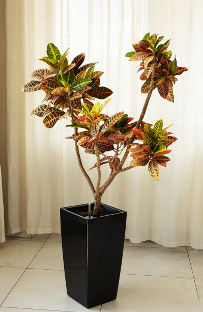 暗花盆巴豆花树，光背景湿度指示。室内植物Codiaeum variegatum图片下载