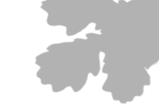 夏天的背景是橡树叶子和图片下载