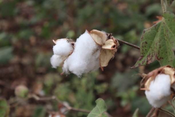 棉花植物领域。晴天的照片图片下载