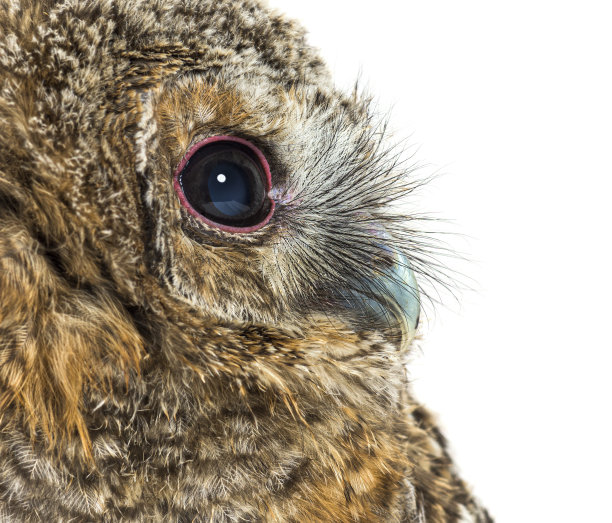 一个月大的茶色猫头鹰，斯特里克斯，孤立无援图片下载